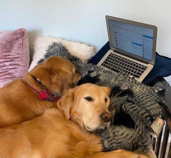 Two golden retrievers sitting on a bed in front of an open laptop